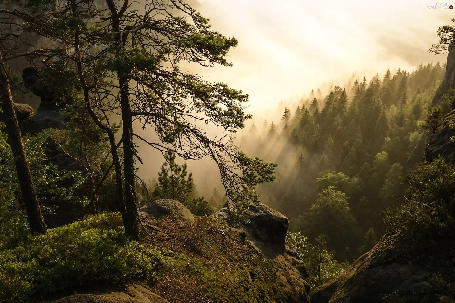Děčínská vrchovina, Germany, viewes, Fog, trees, Saxon Switzerland National Park