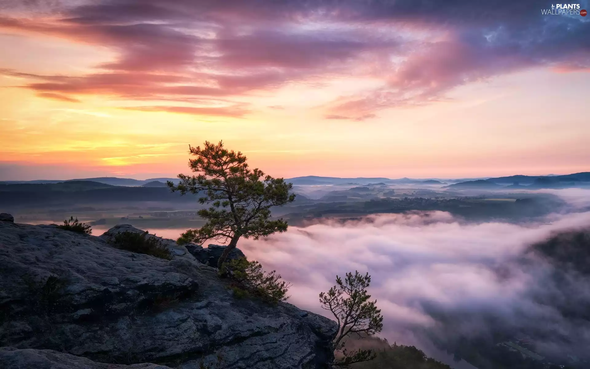 rocks, Saxon Switzerland National Park, Sunrise, Děčínská vrchovina, Germany, pine, Fog