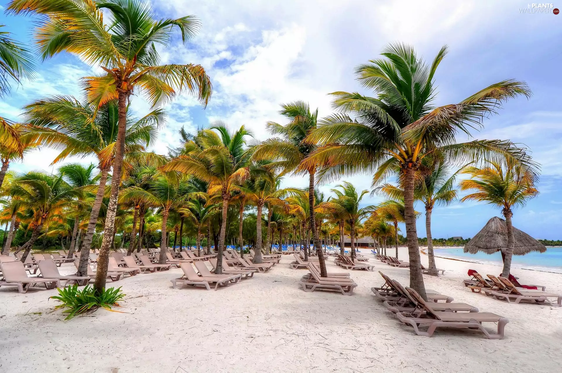 Tropical, holiday, Palms, deck chair, Beaches
