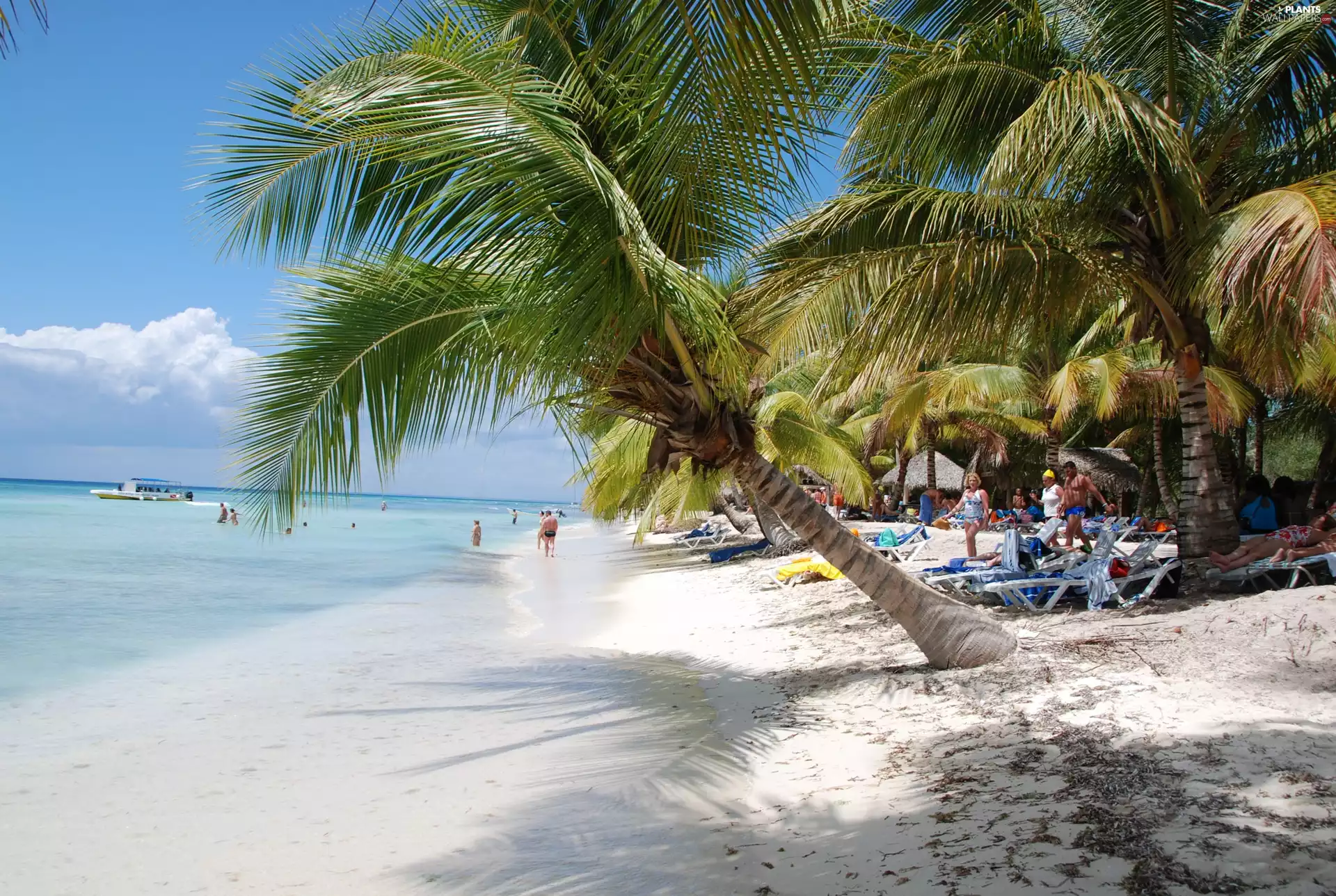 Tropical, holiday, Palms, deck chair, Beaches