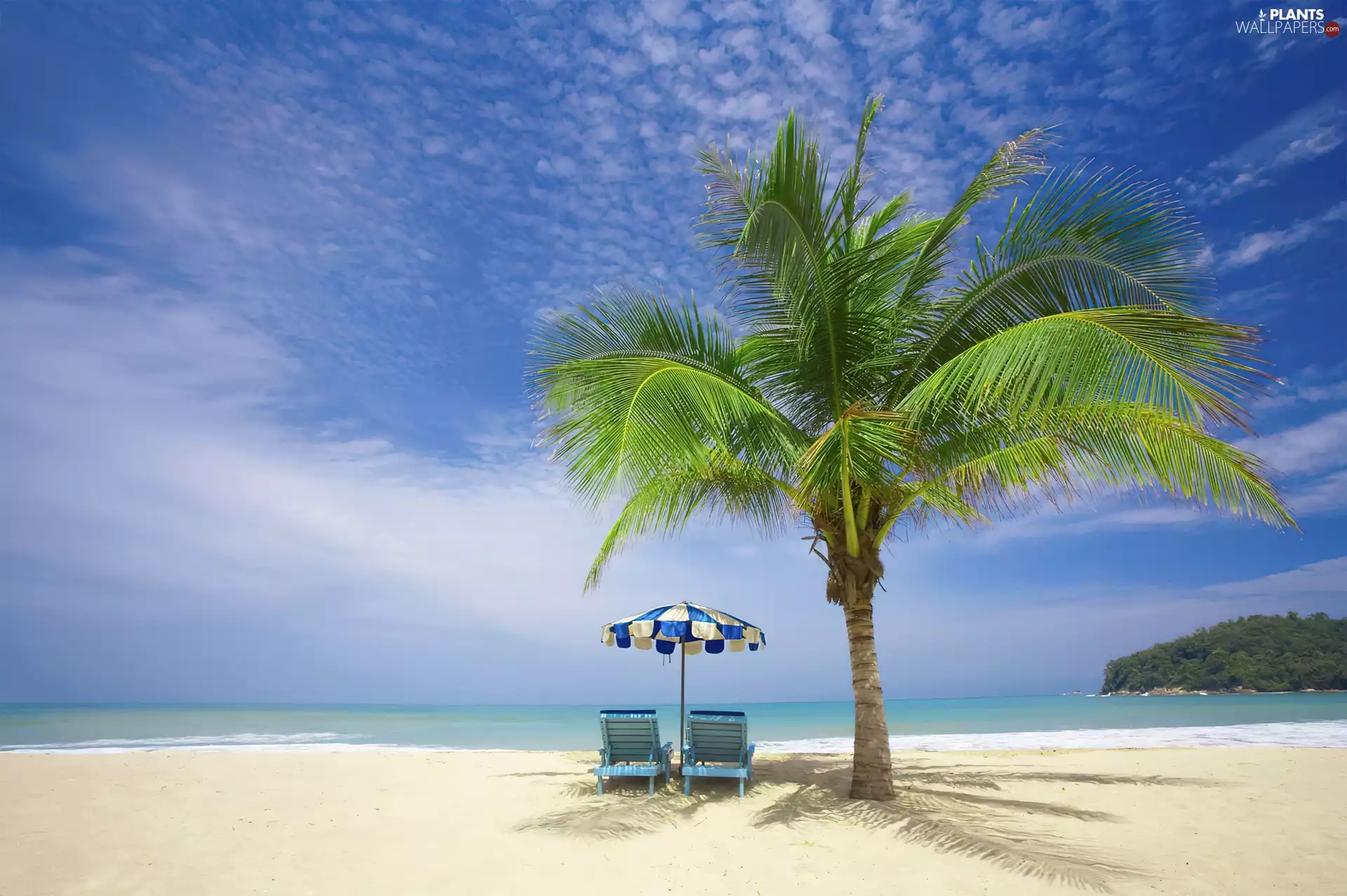 Beaches, deck chair, holiday, Palm