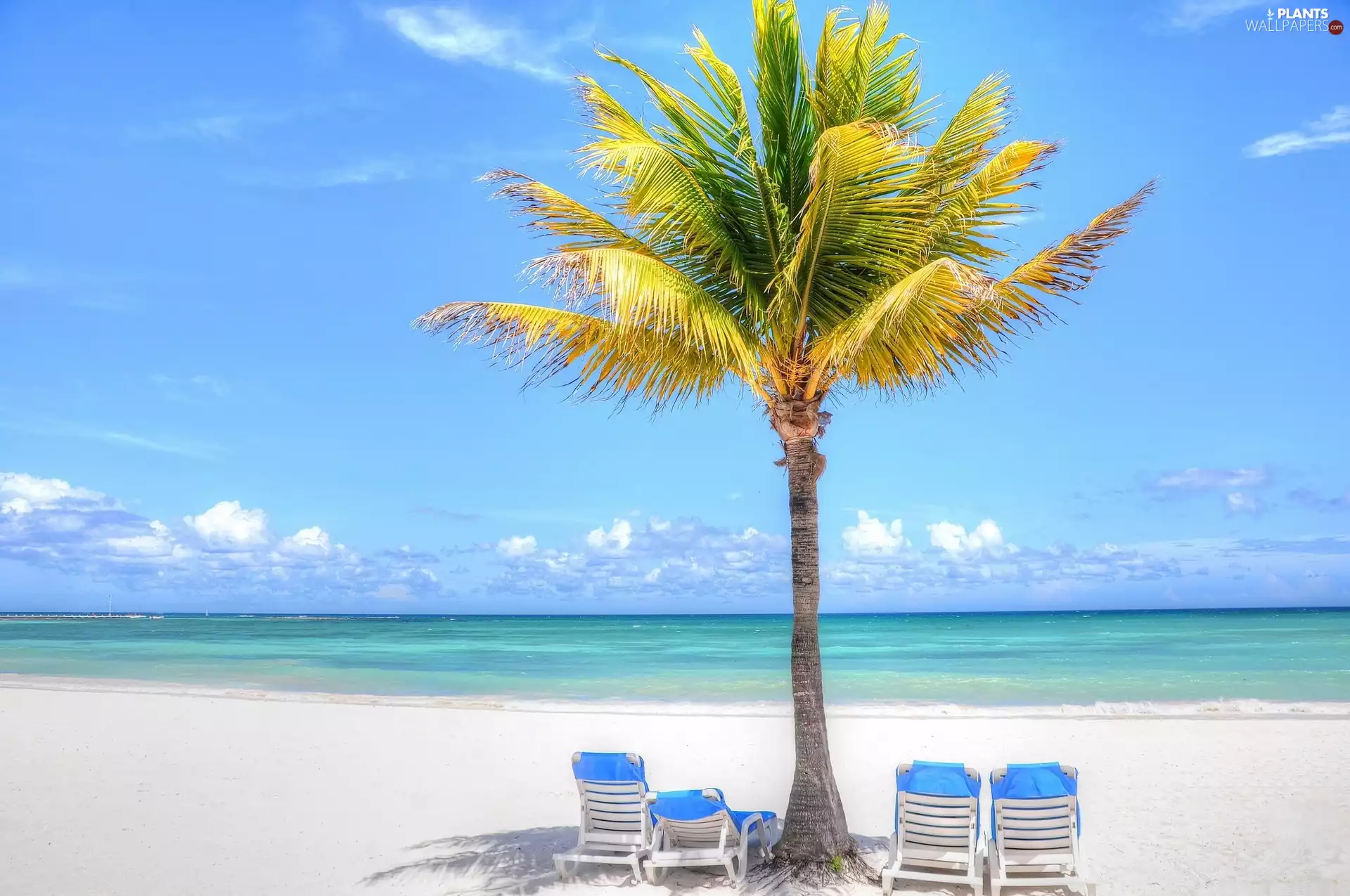 Beaches, holiday, Palm, deck chair, sea