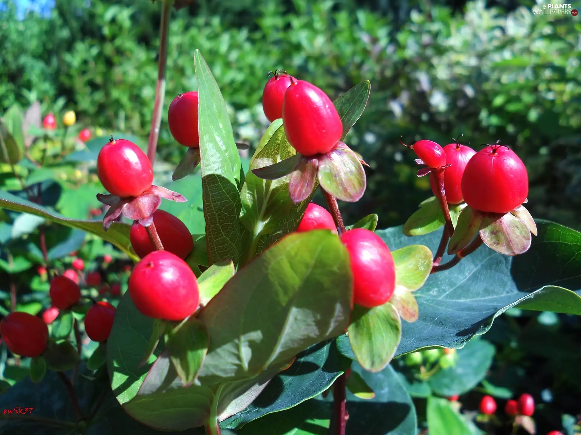 Bush, Red, Fruits, decorated