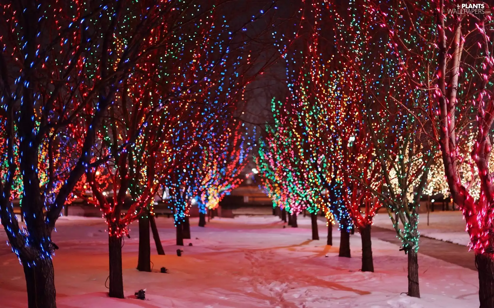 viewes, illuminated, festively decorated, snow, lane, trees