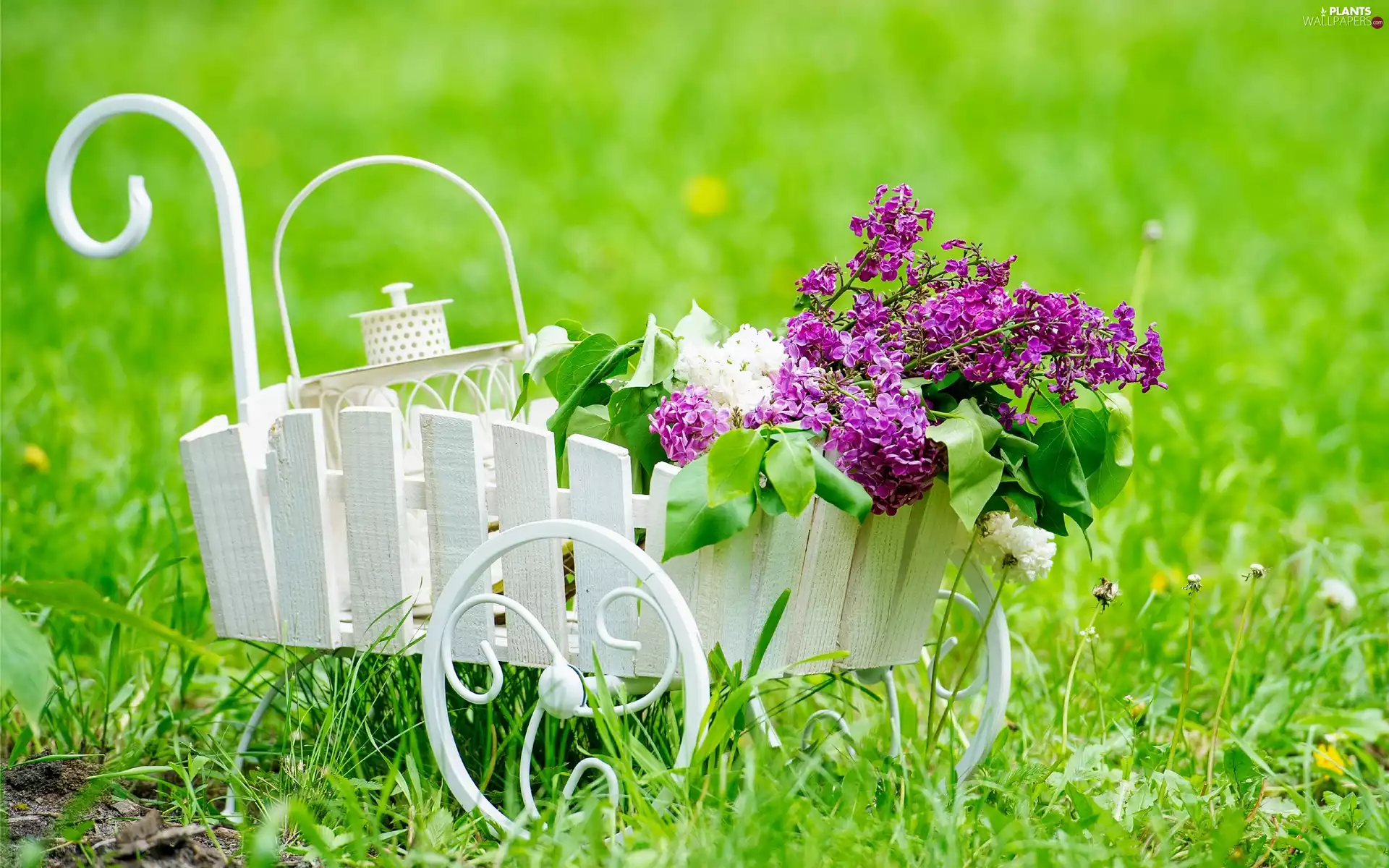 Meadow, decoration, Perambulator, without, White