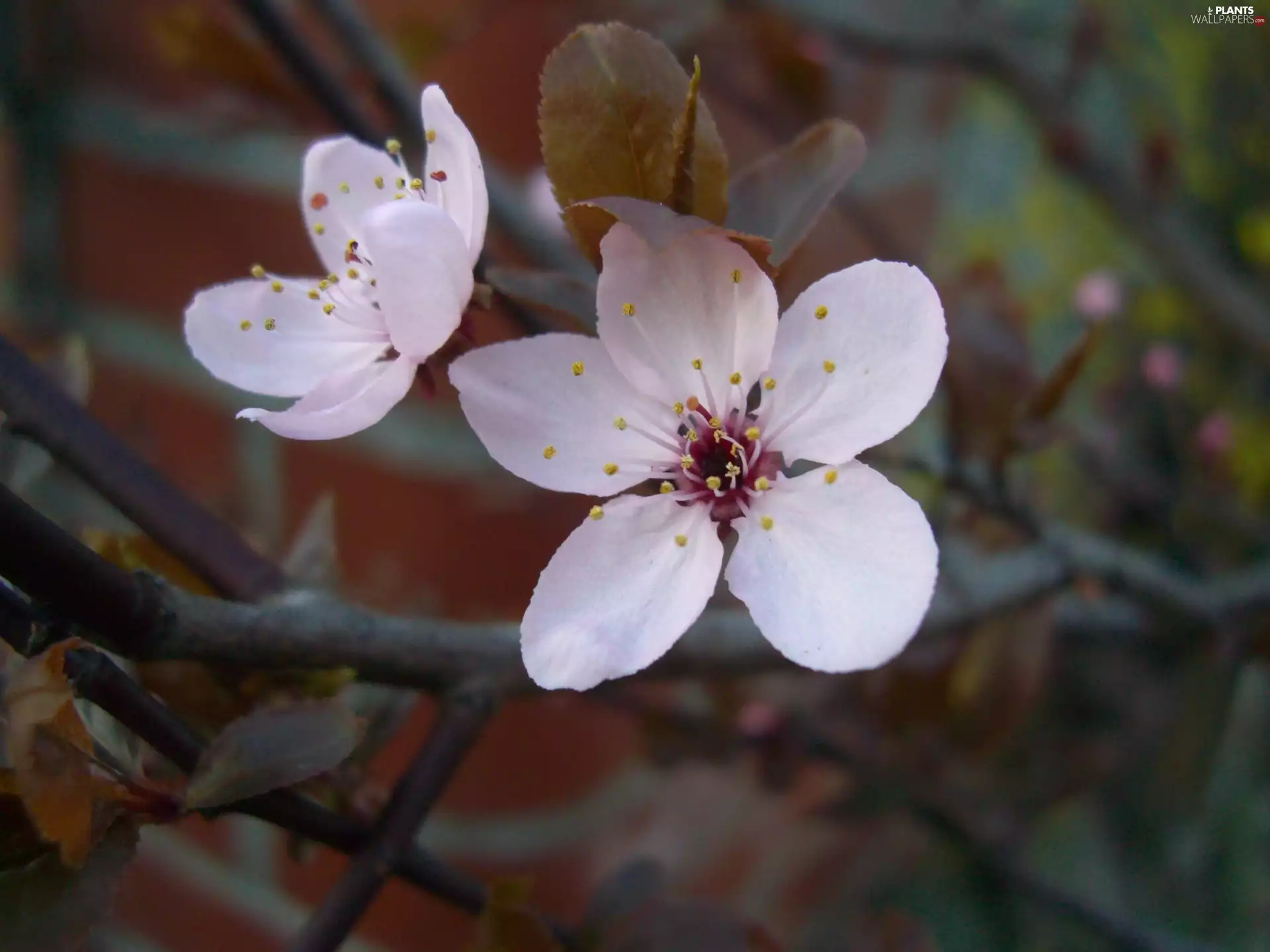 decorative, Flowers, kirsch
