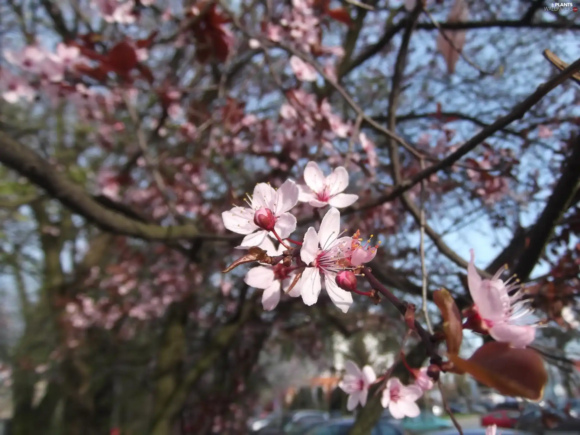 Pink, Plums, decorative, Flowers