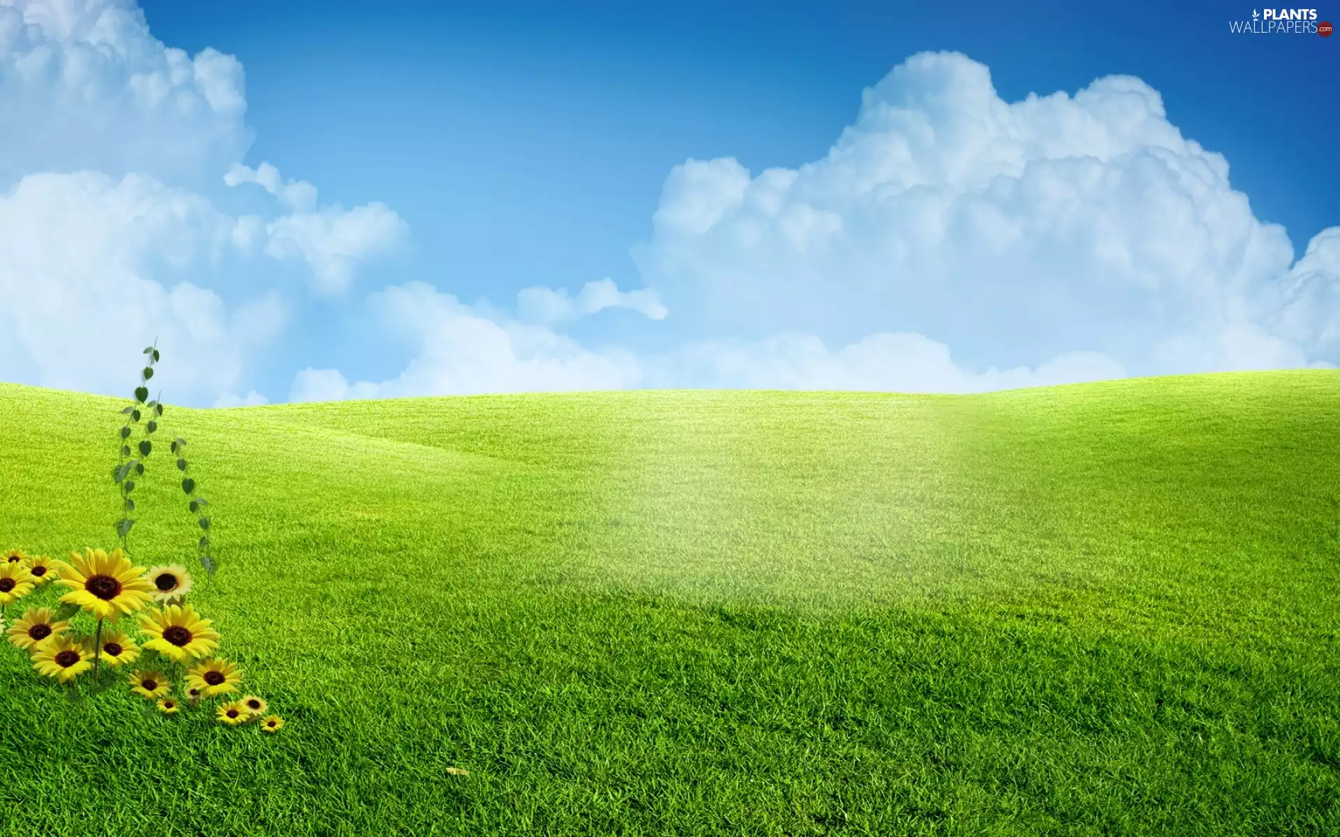 Sky, Meadow, summer, grass, Flowers, clouds, Sunflower decorative
