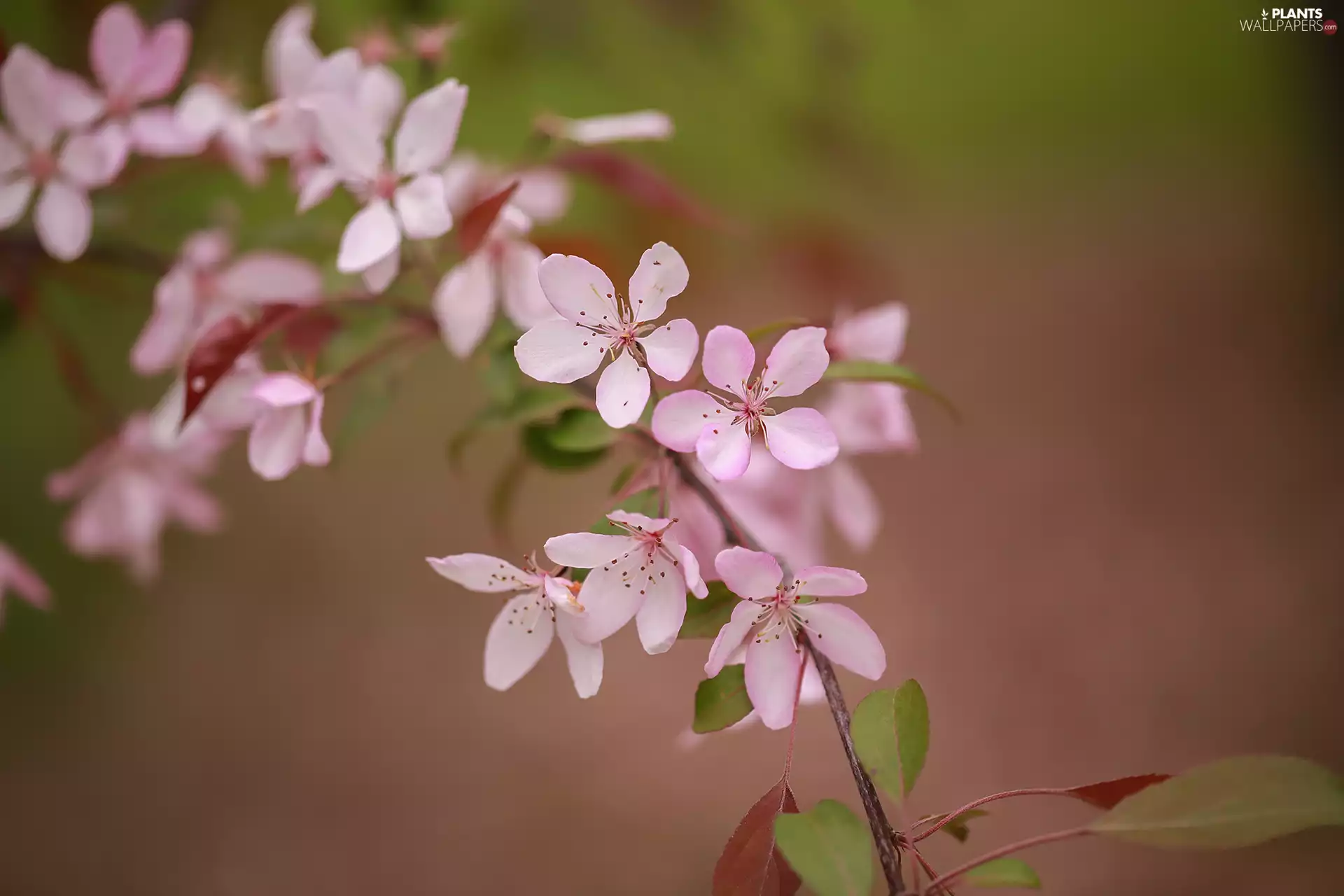 Pink, Apple Tree Decorator, Fruit Tree, Flowers