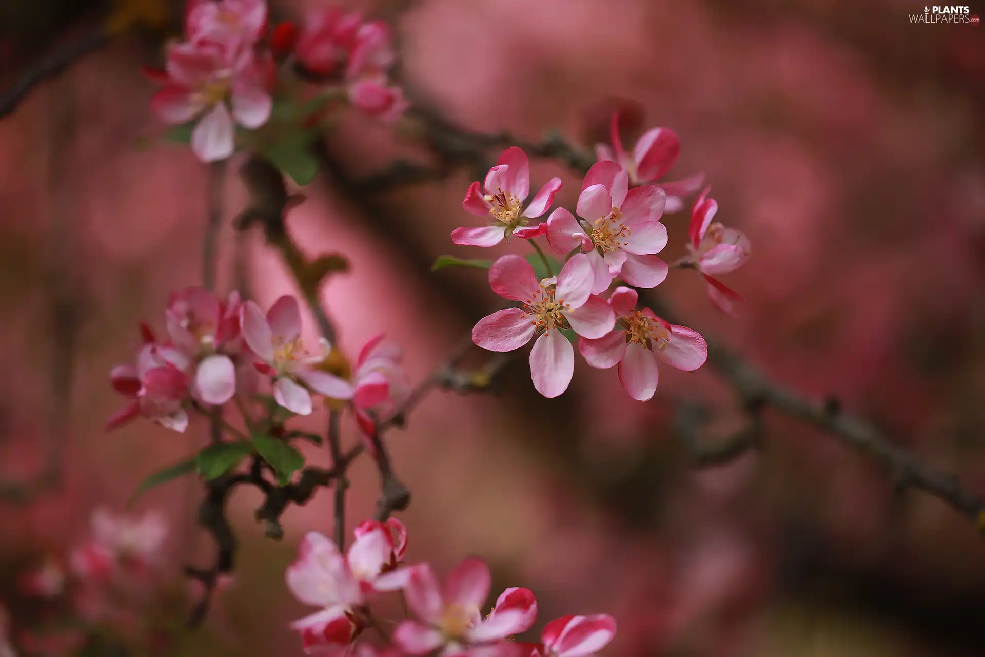 fruit, Apple Tree Decorator, Flowers, trees, Pink