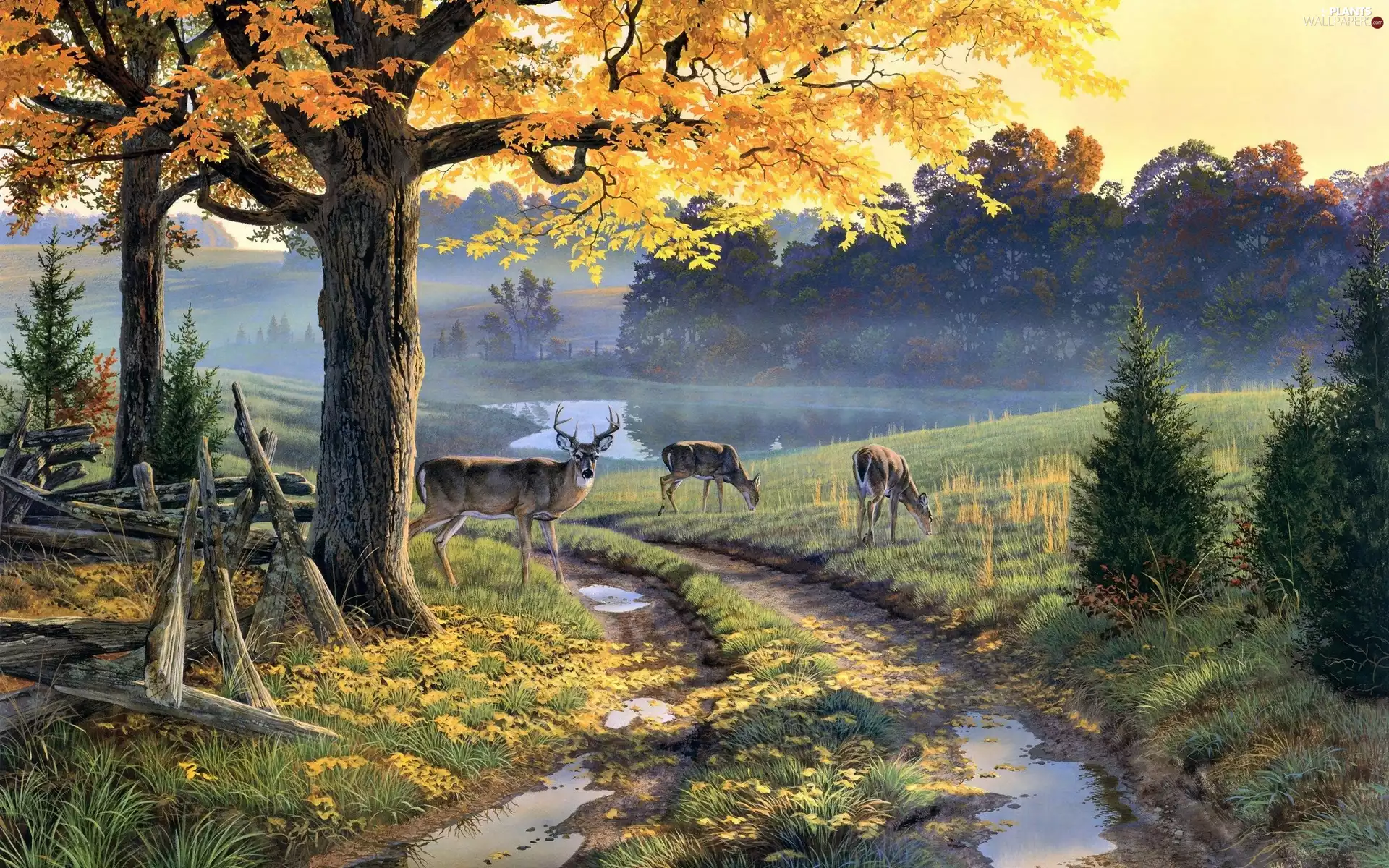 Field, Al Agnew, deer, Way, deer