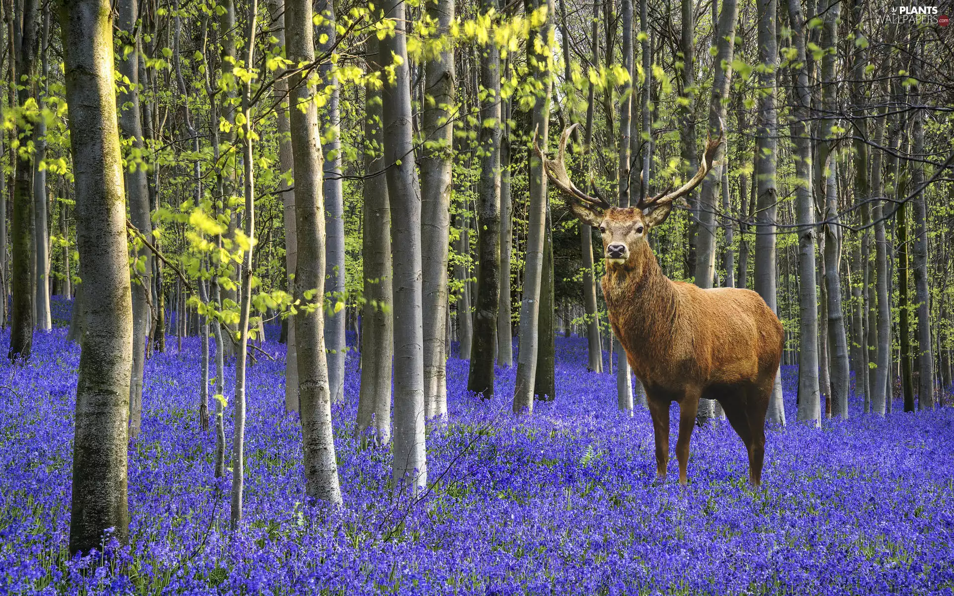 deer, trees, car in the meadow, viewes, forest, Flowers, 2D