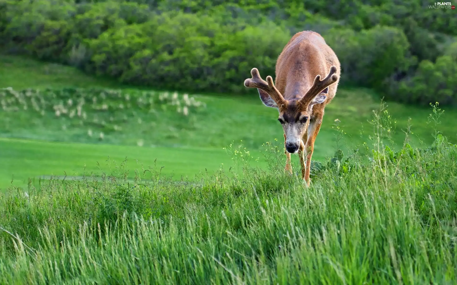 deer, grass