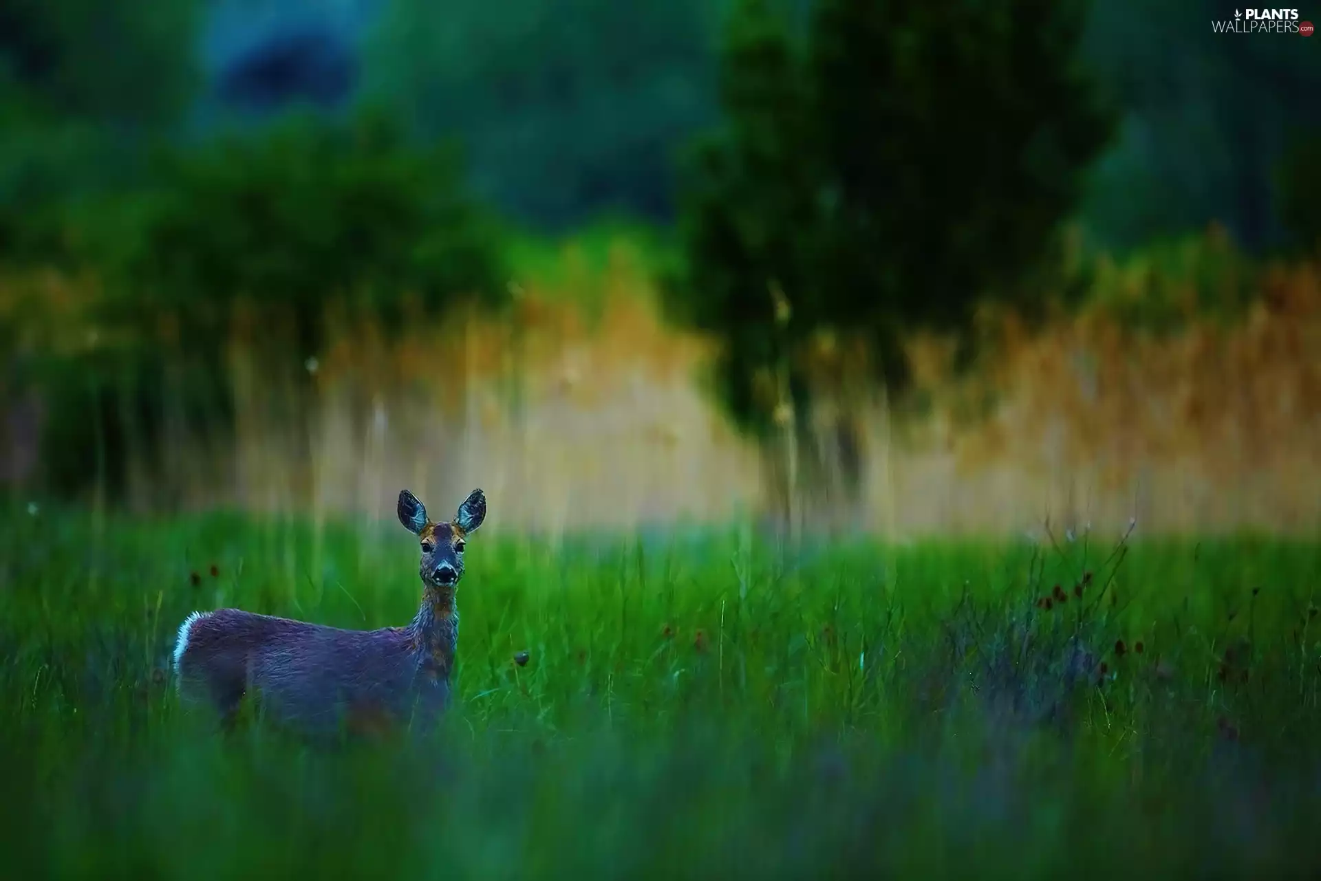 deer, grass
