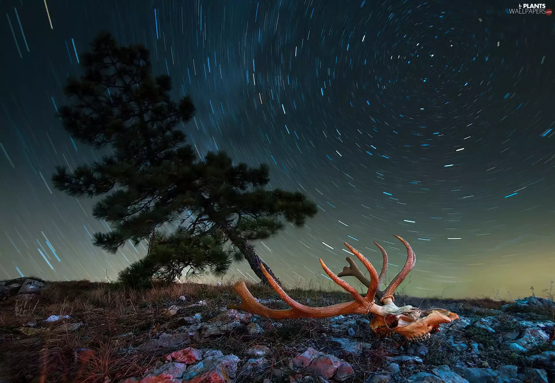 skull, deer, Stones, Rain, trees
