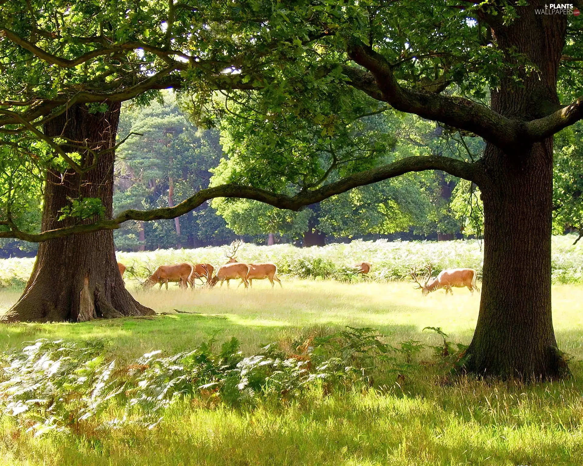 flock, deer, trees, viewes, Meadow