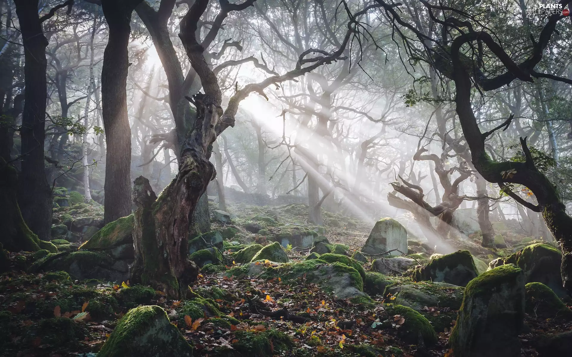 forest, light breaking through sky, trees, viewes, Derbyshire, England, Stones, Peak District National Park, mossy