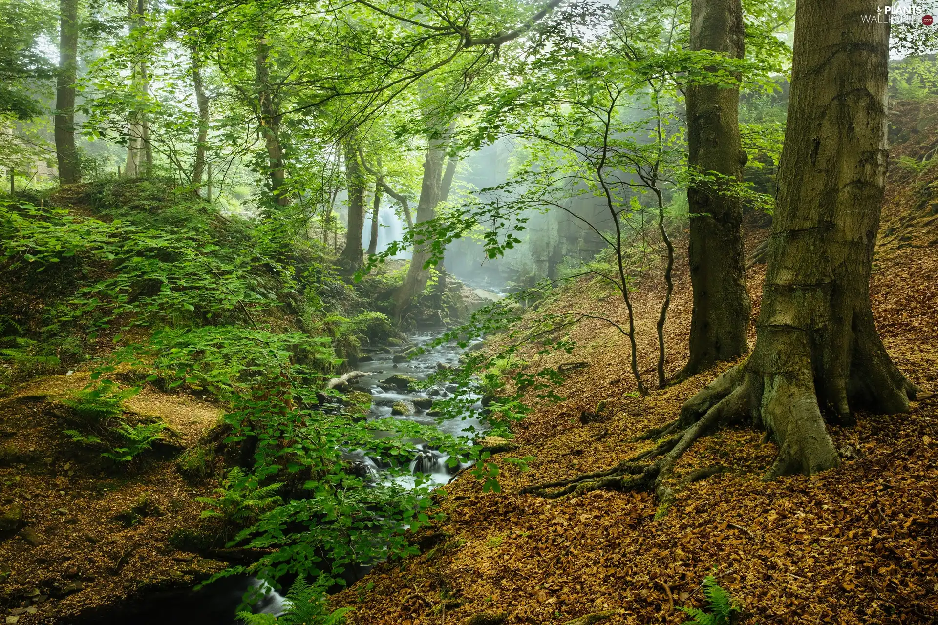 Peak District National Park, forest, Fog, trees, stream, County Derbyshire, England, viewes