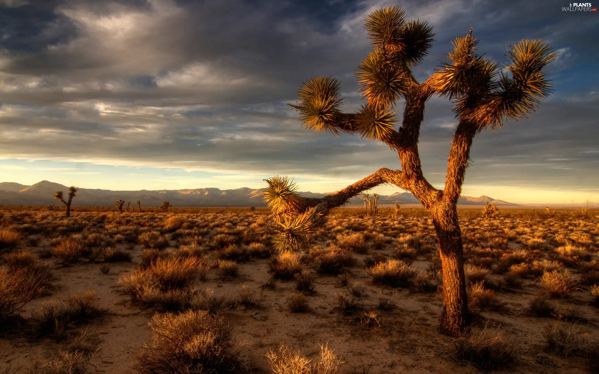 Cactus, Desert