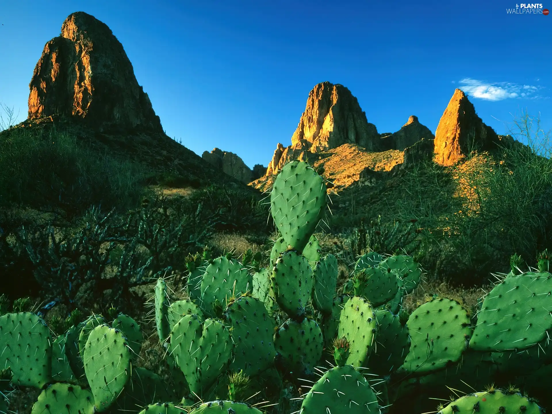 Desert, Cactus, Mountains