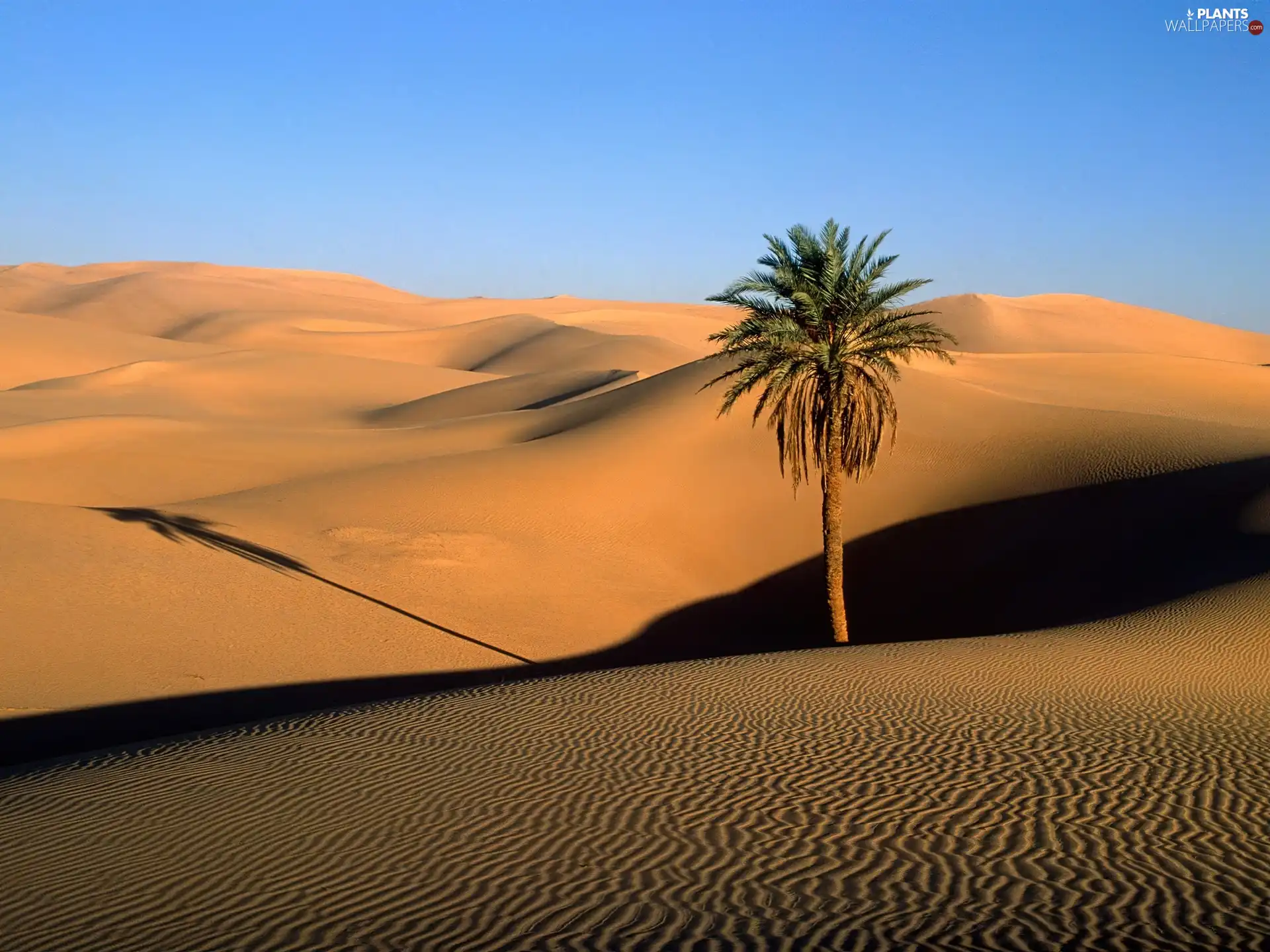 Desert, Lonely, Palm