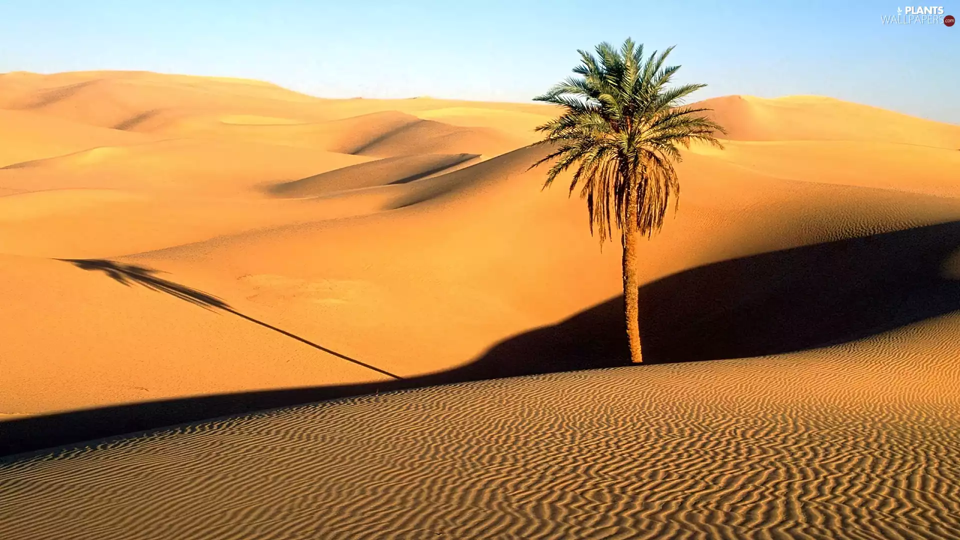 Desert, Palm