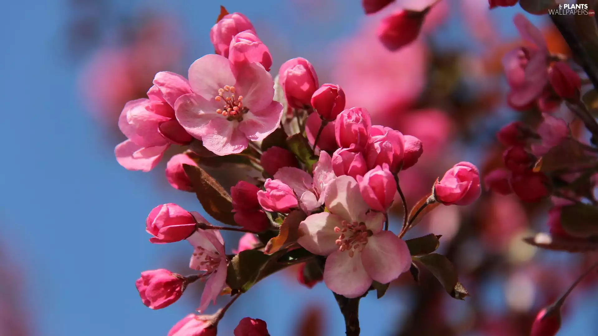 Flowers, Pink, apple-tree, twig, Fruit Tree, developed