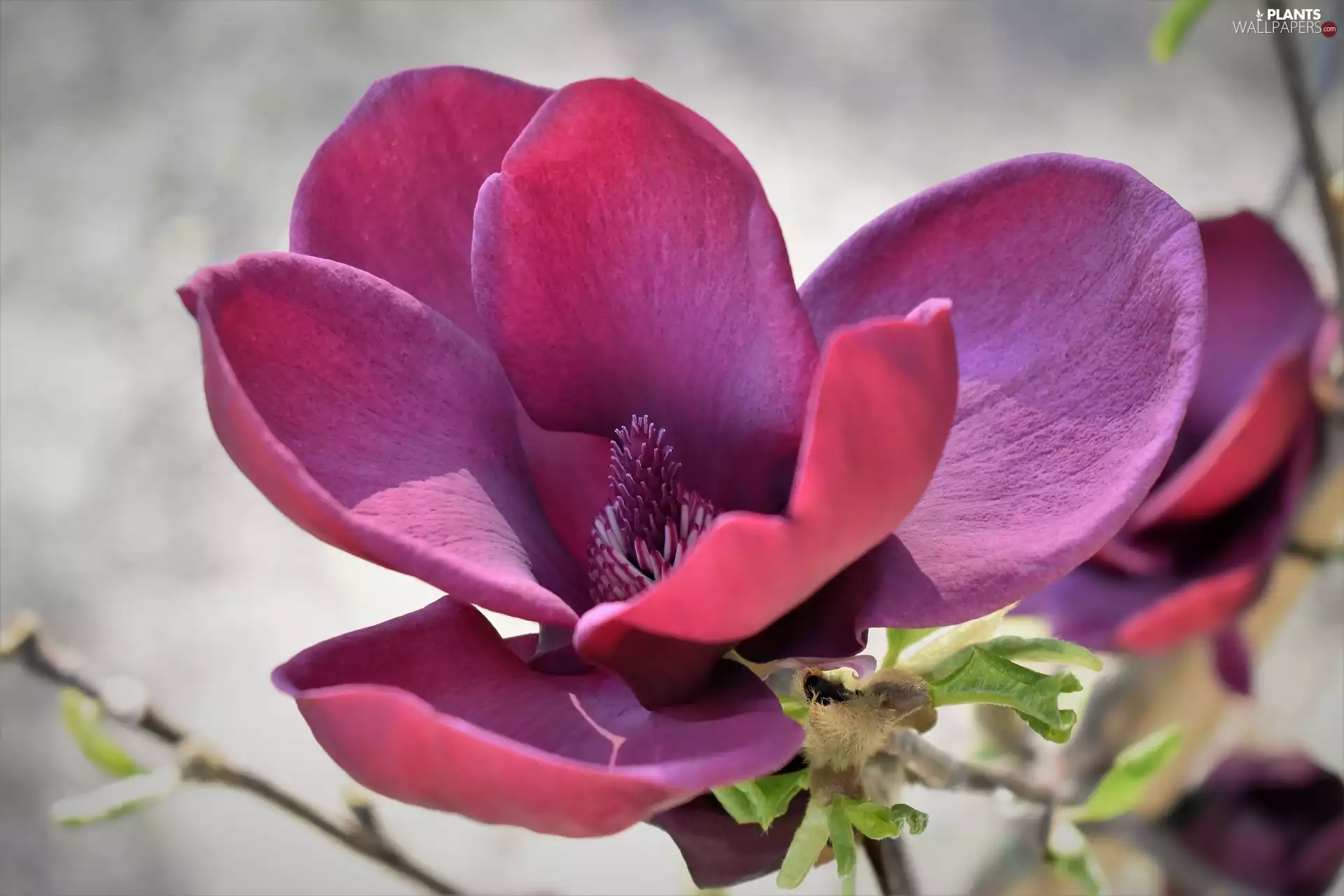 Pink, developed, Magnolia, Colourfull Flowers