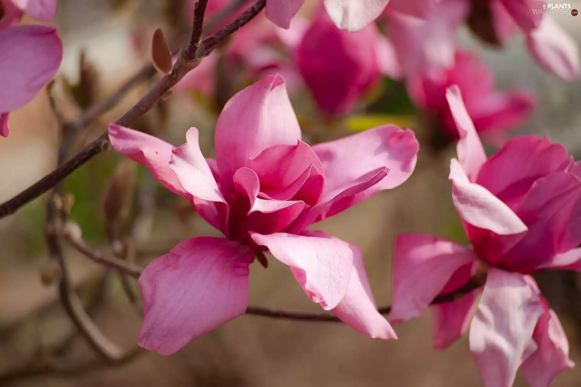 Pink, Magnolias, Twigs, developed
