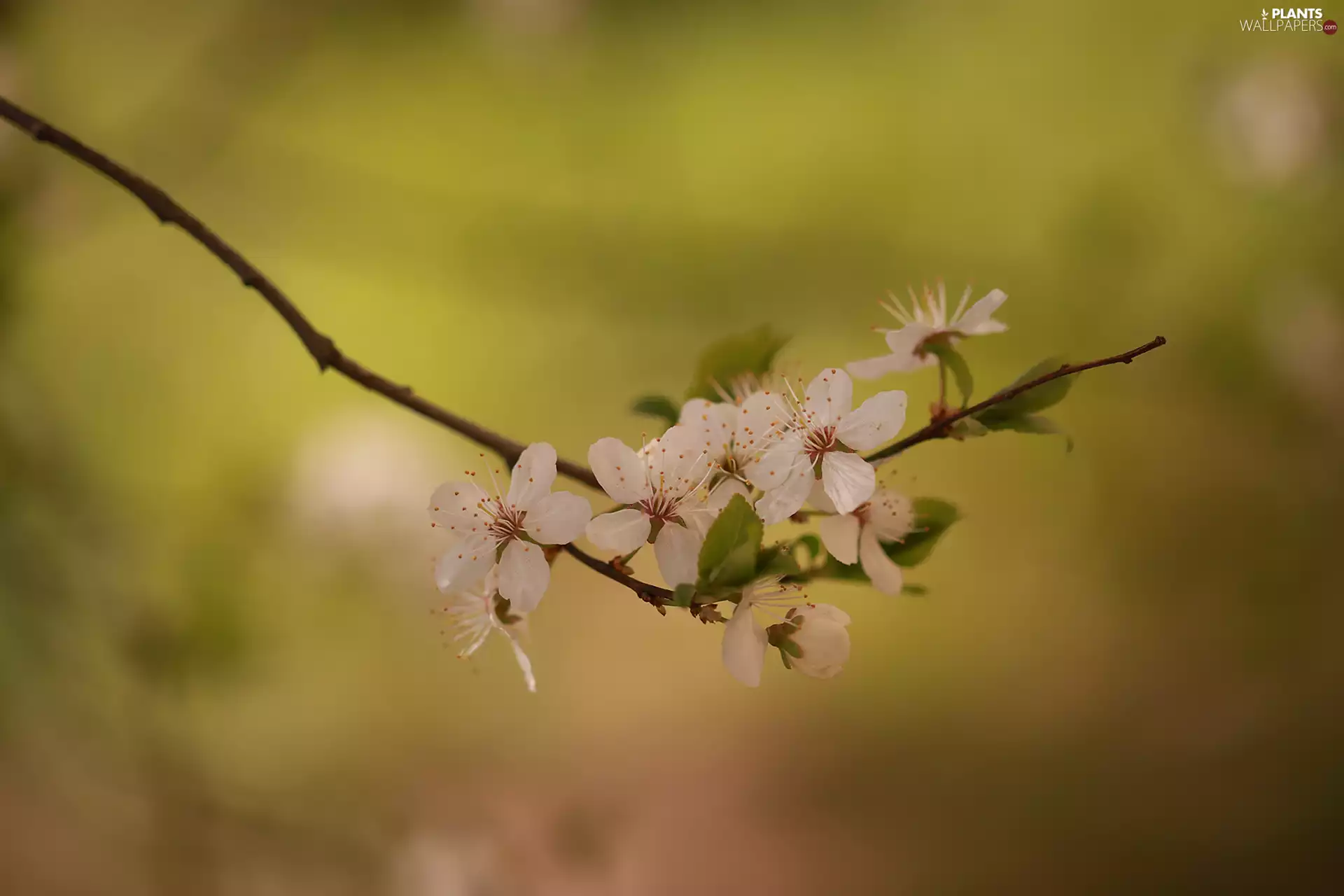 Flowers, Fruit Tree, developed, White, twig