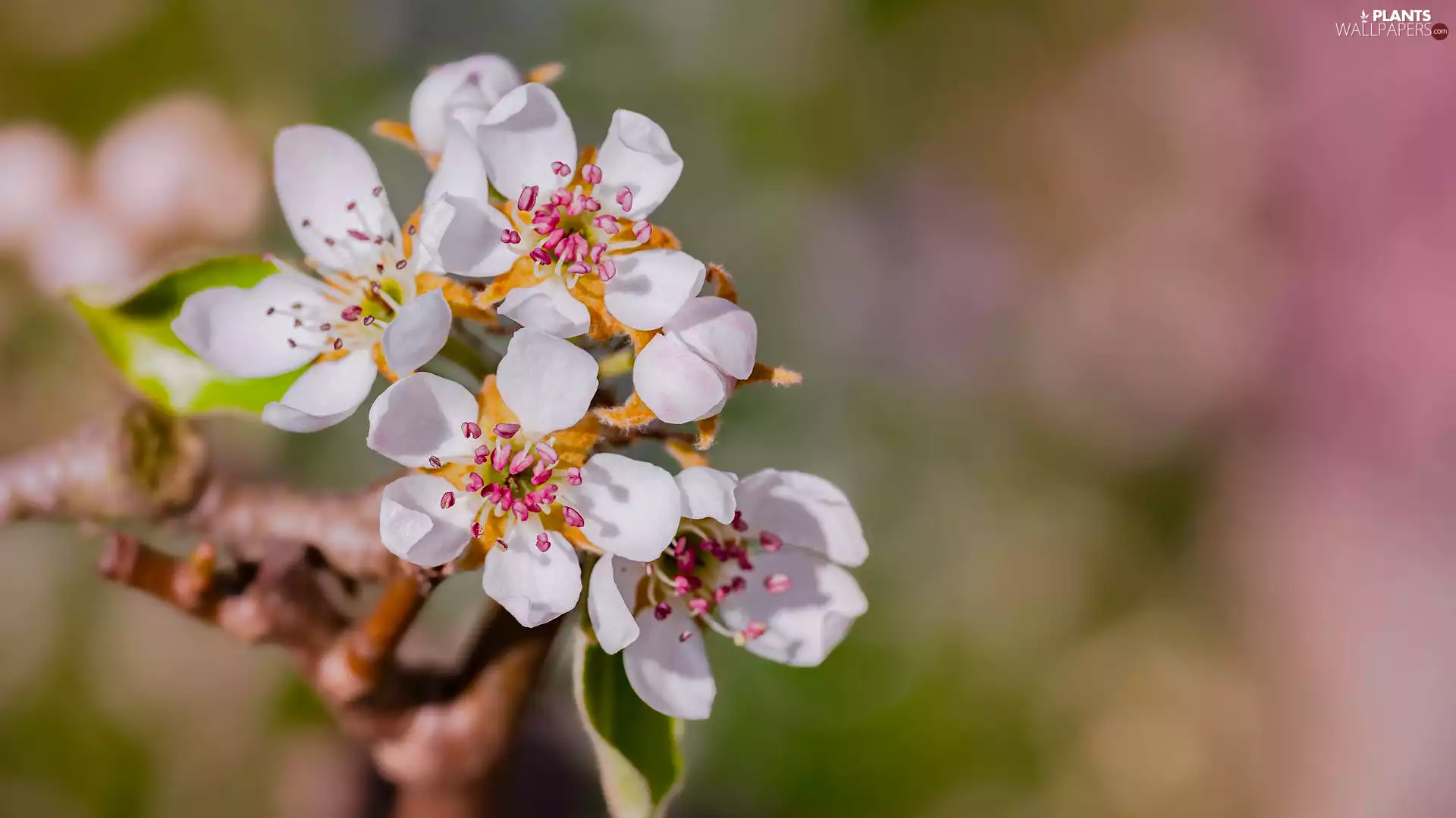twig, Fruit Tree, developed, Flowers, White