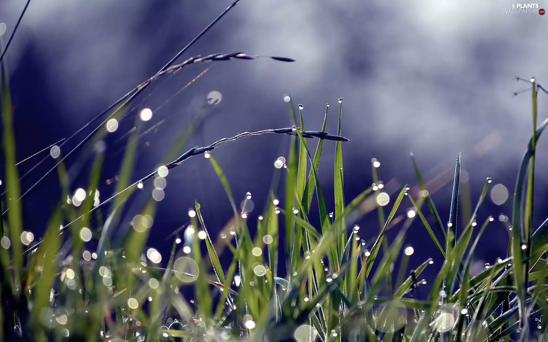 dew, grass, blades