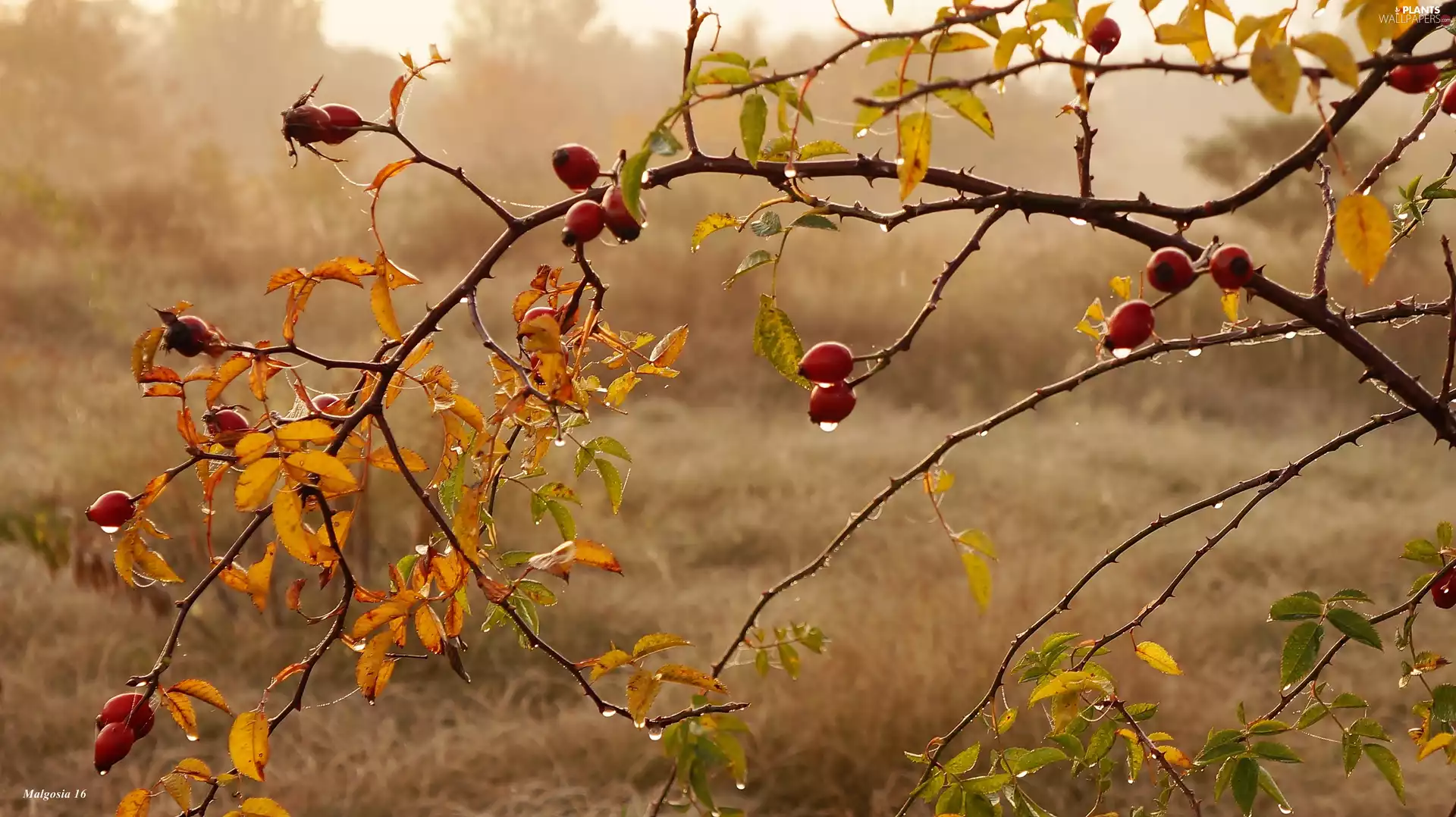 Red, twig, drops, dew, Fruits, Briar