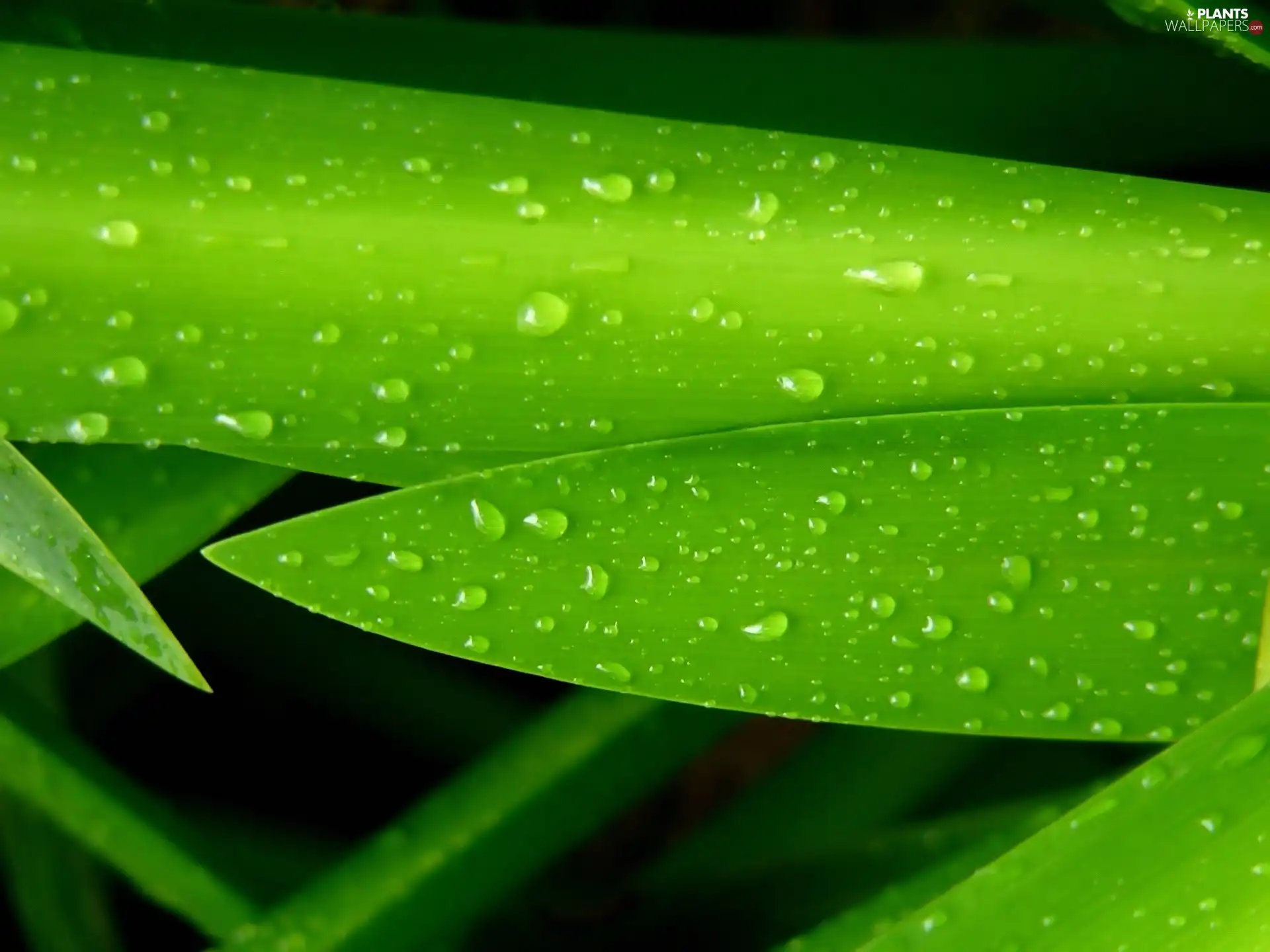 dew, grass, Close