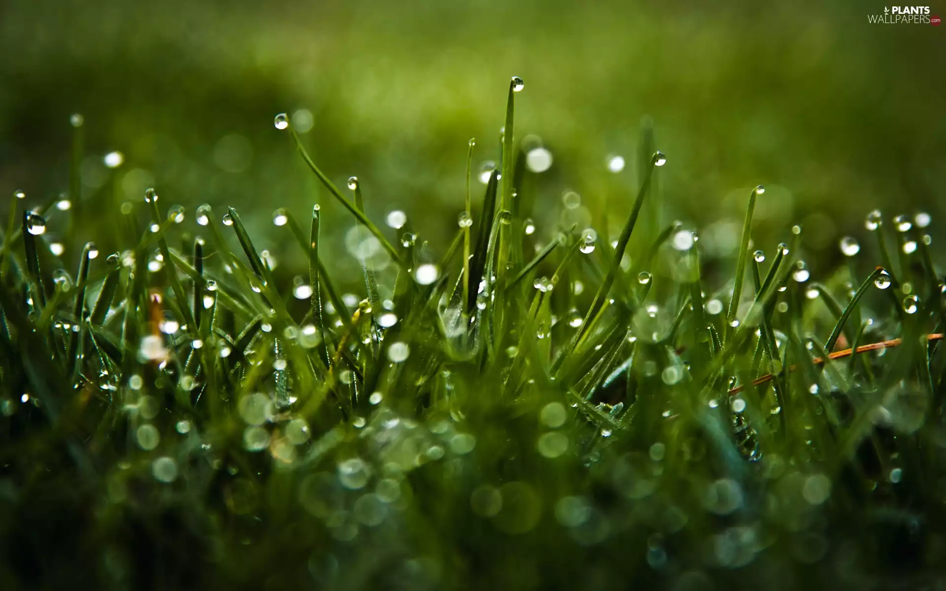 dew, grass, drops