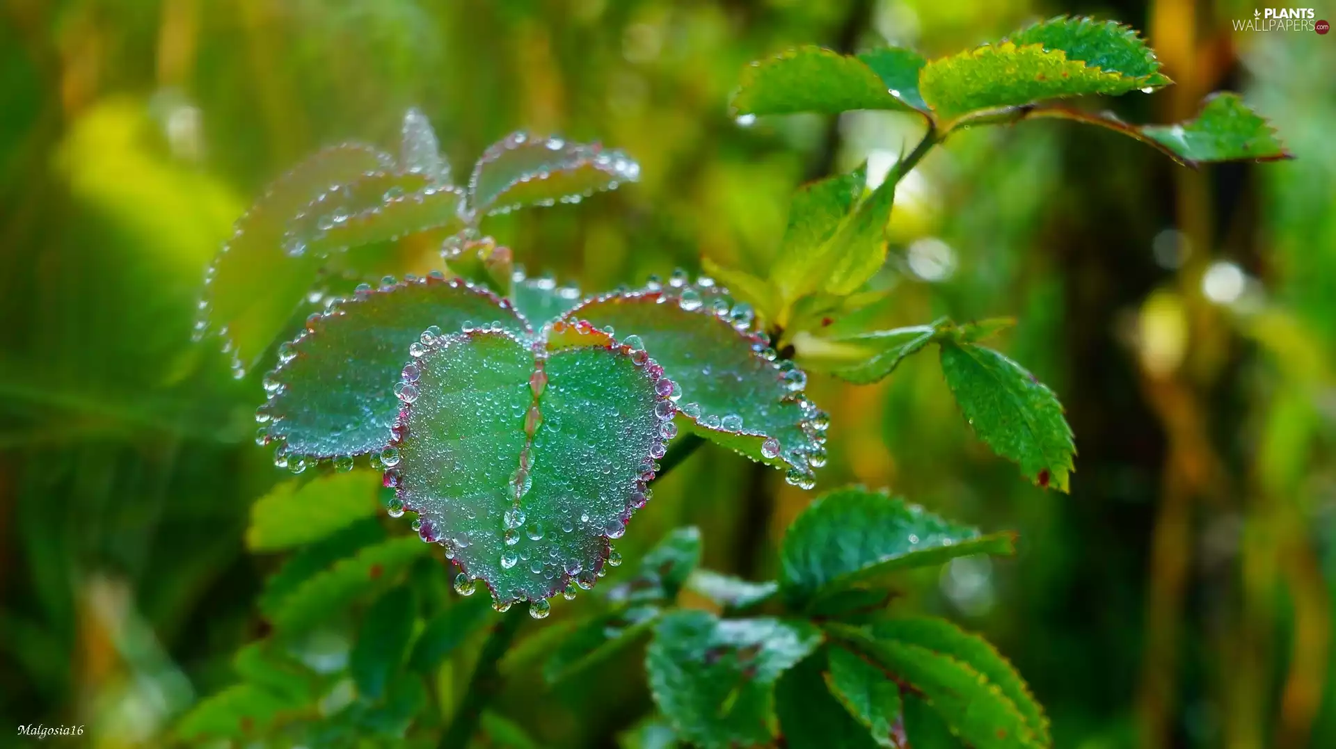 dew, Leaf, drops