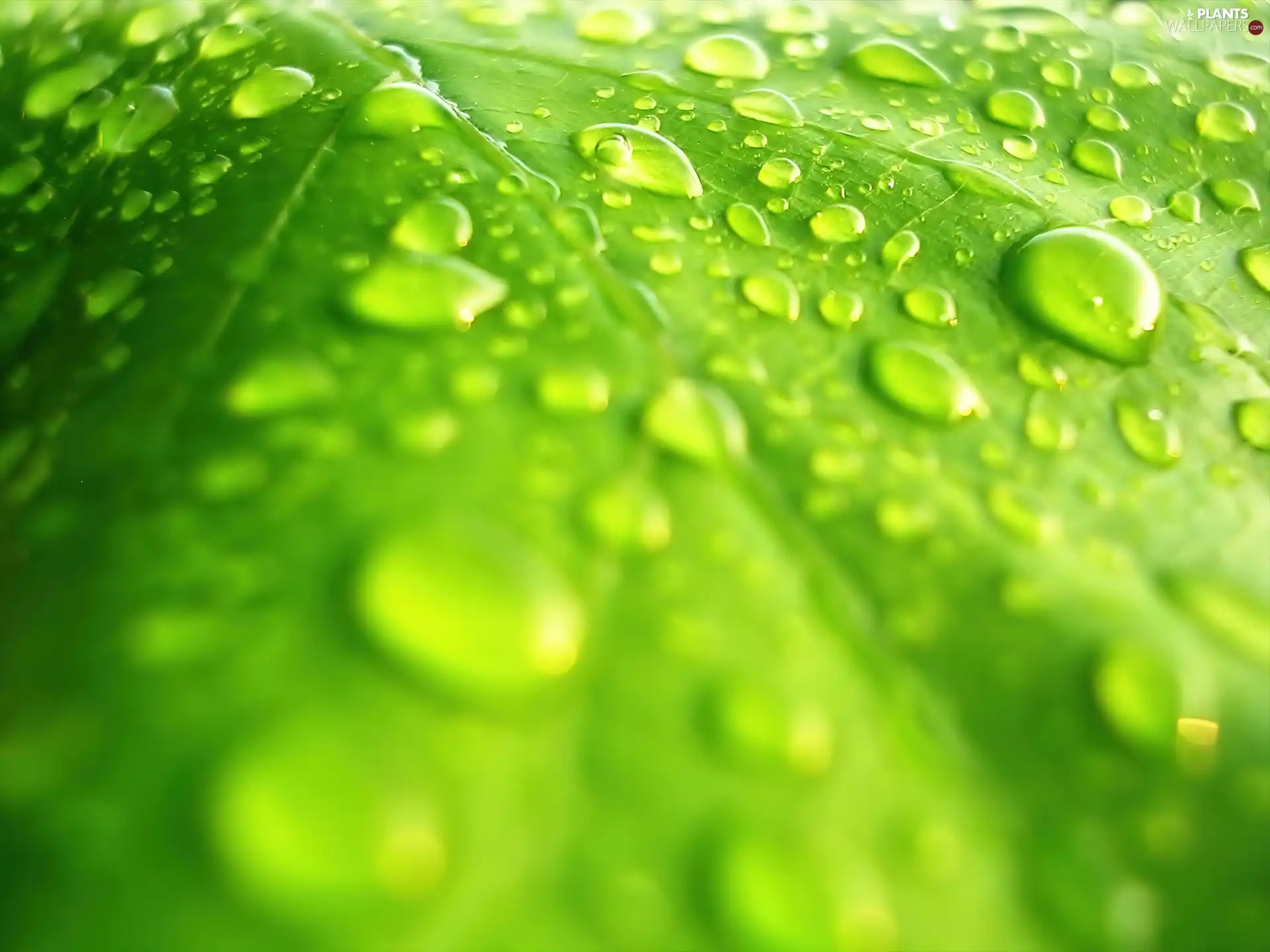 dew, leaf, drops