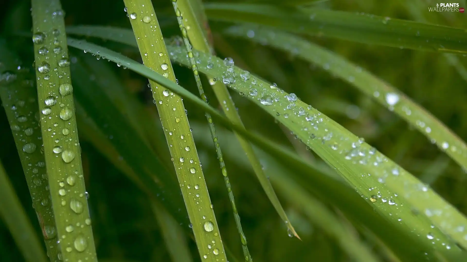 grass, dew