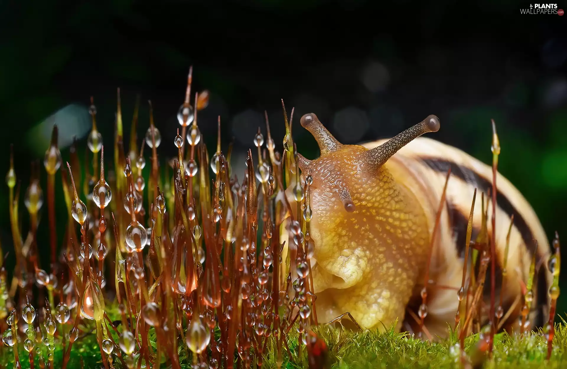dew, snail, grass