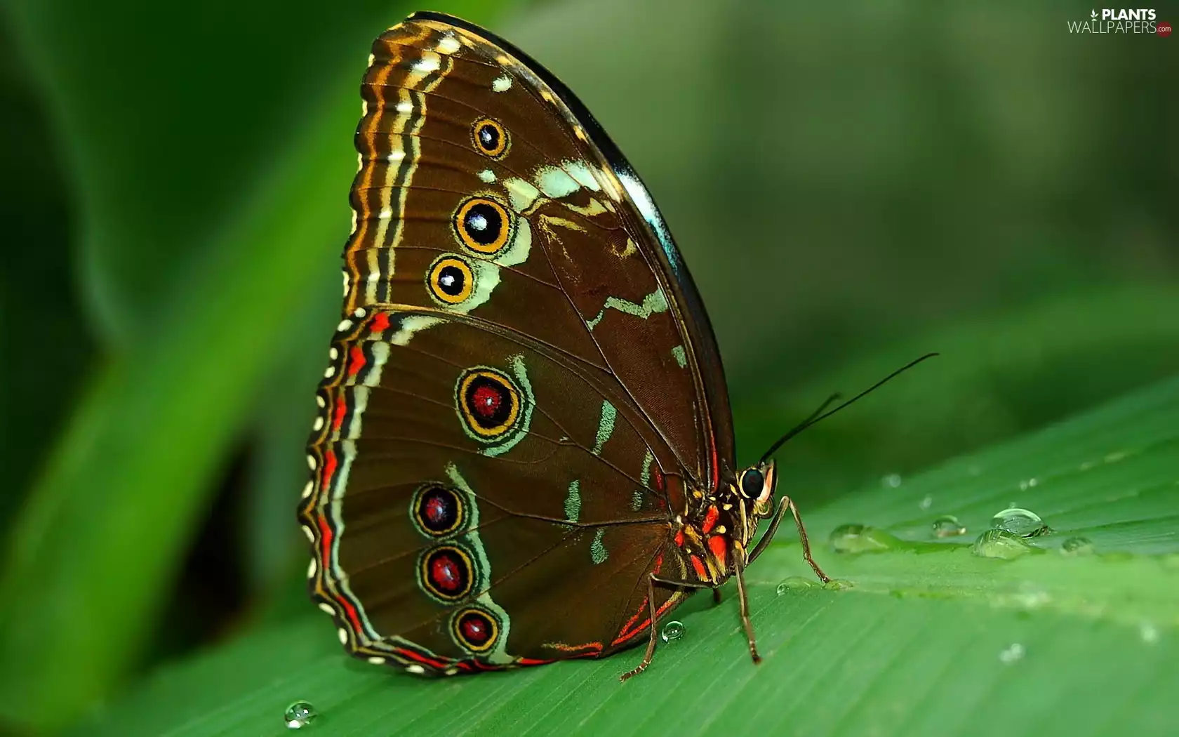 dew, butterfly, leaf