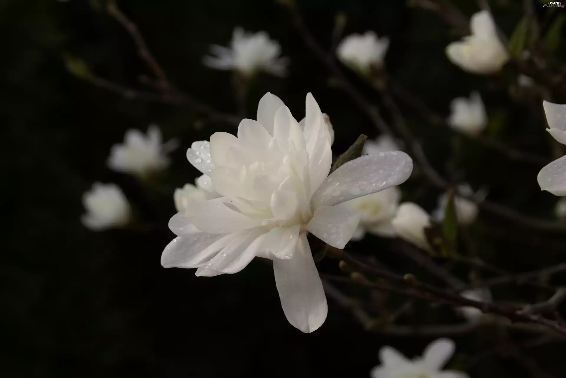 dew, White, Magnolia