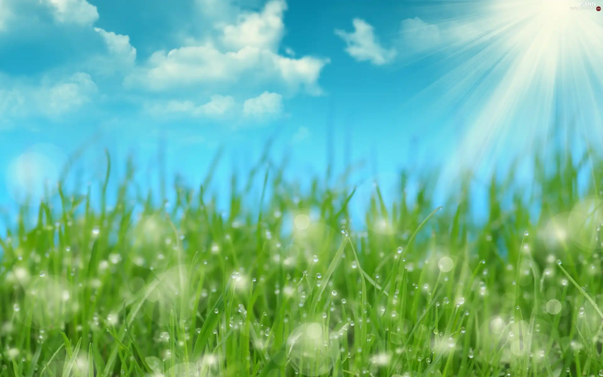 rays, grass, dew, sun
