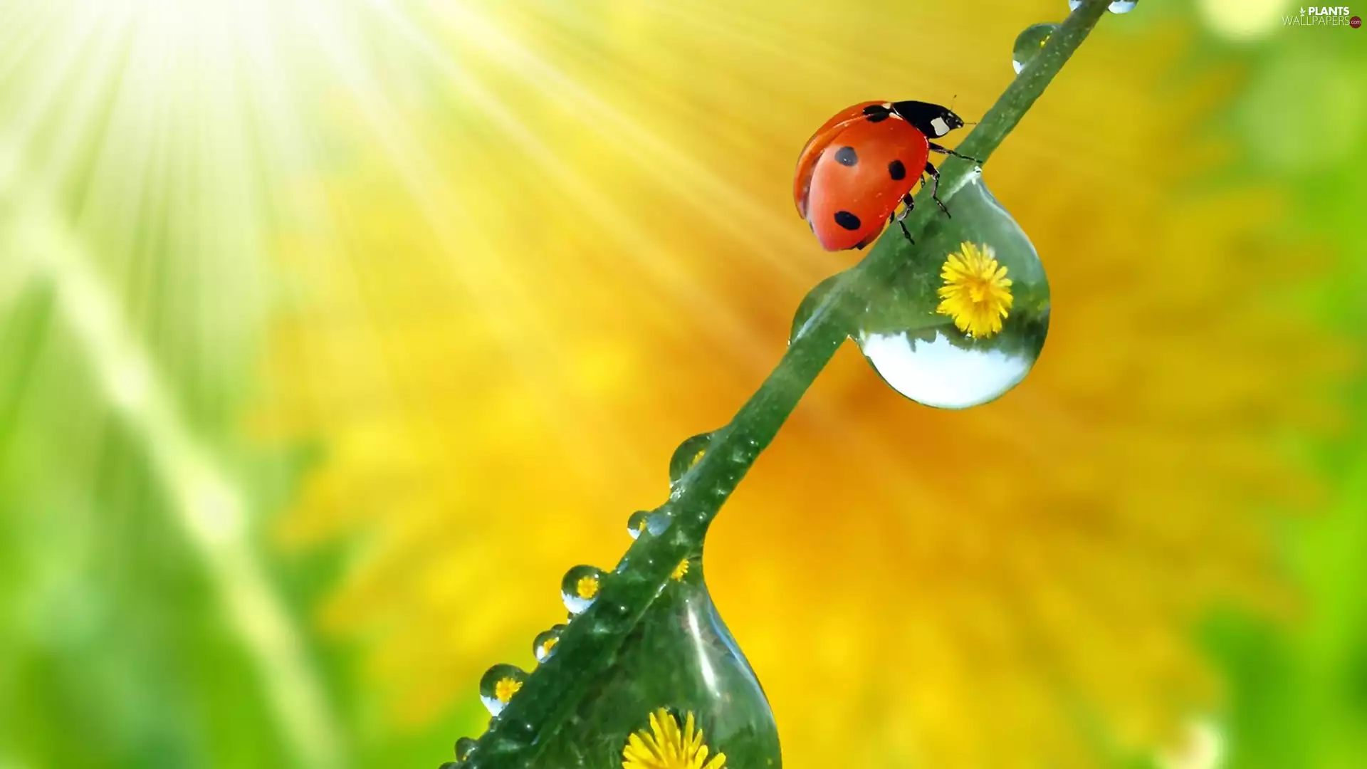 dew, ladybird, stalk