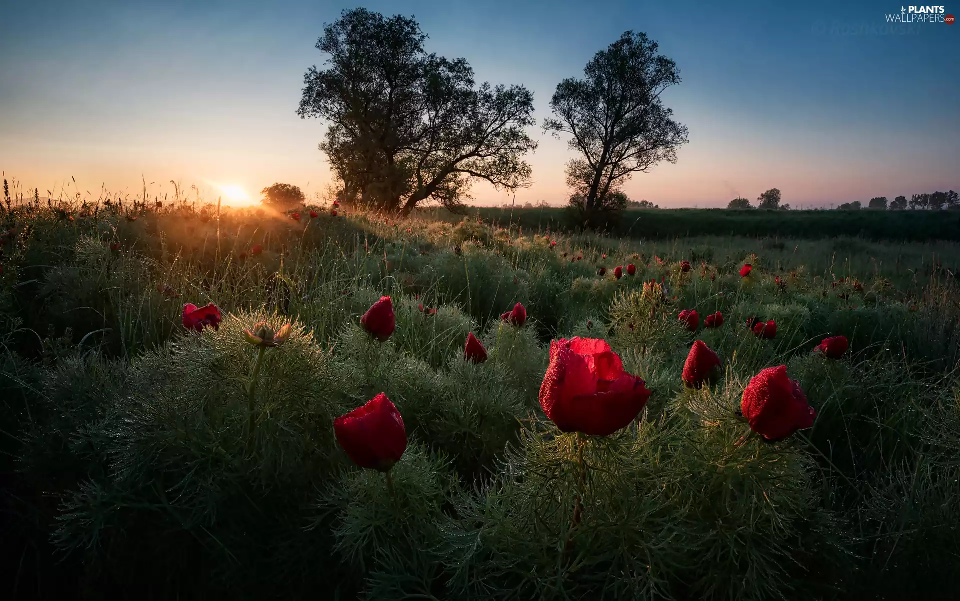 Meadow, sun, trees, dew, east, Flowers, viewes