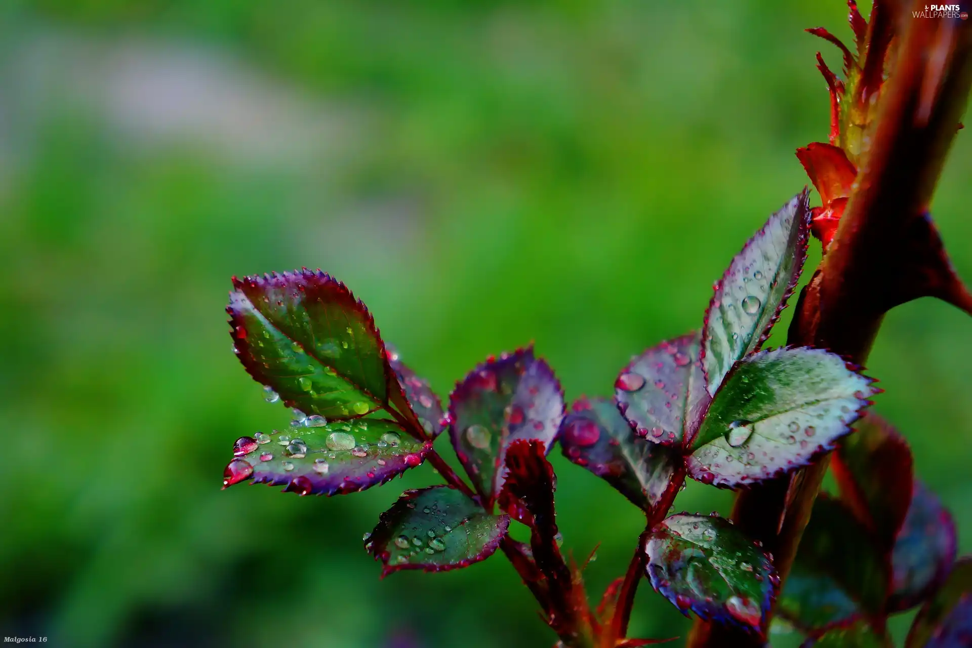 young, drops, dew, leaves