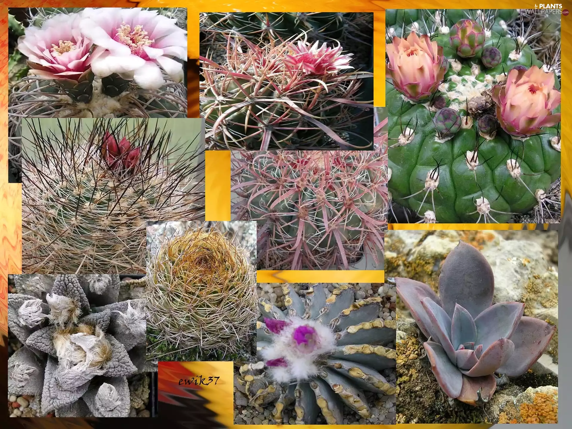Cactus, Species, graphics, different