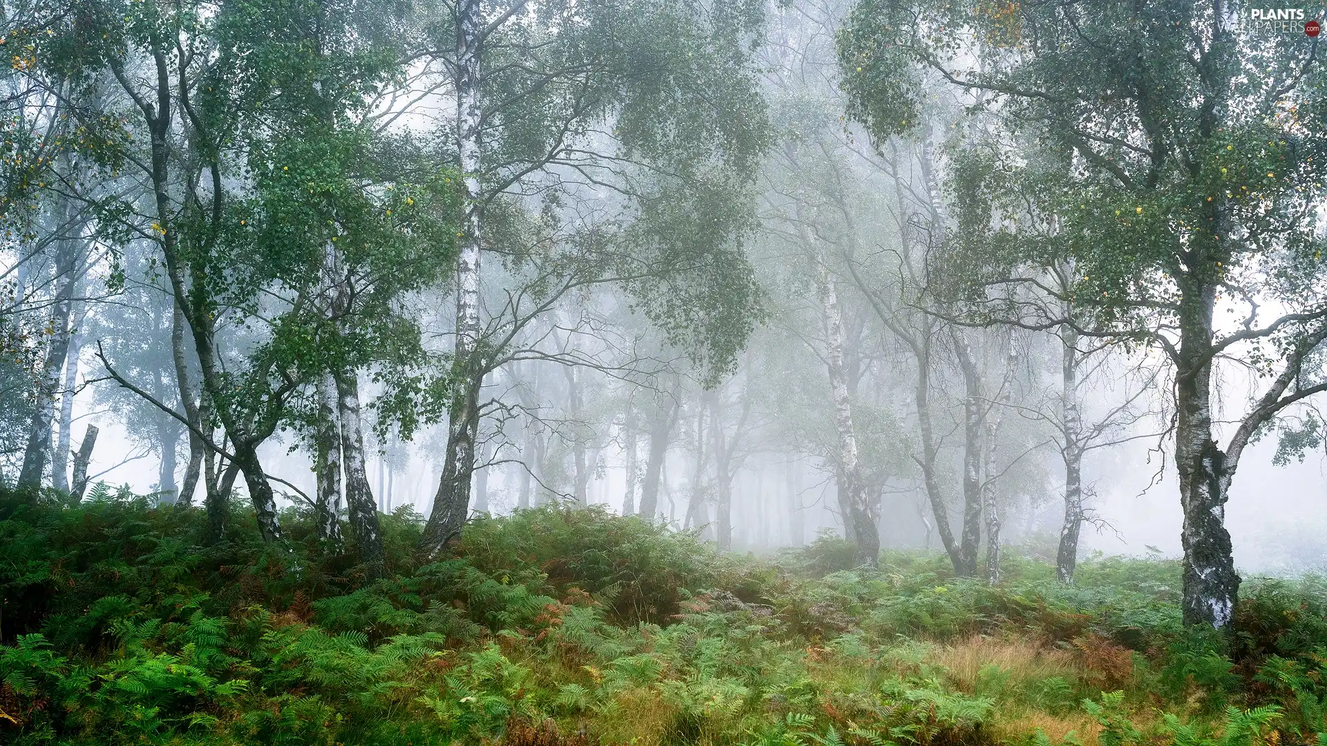 forest, birch, England, Fog, County Derbyshire, viewes, trees, Peak District National Park