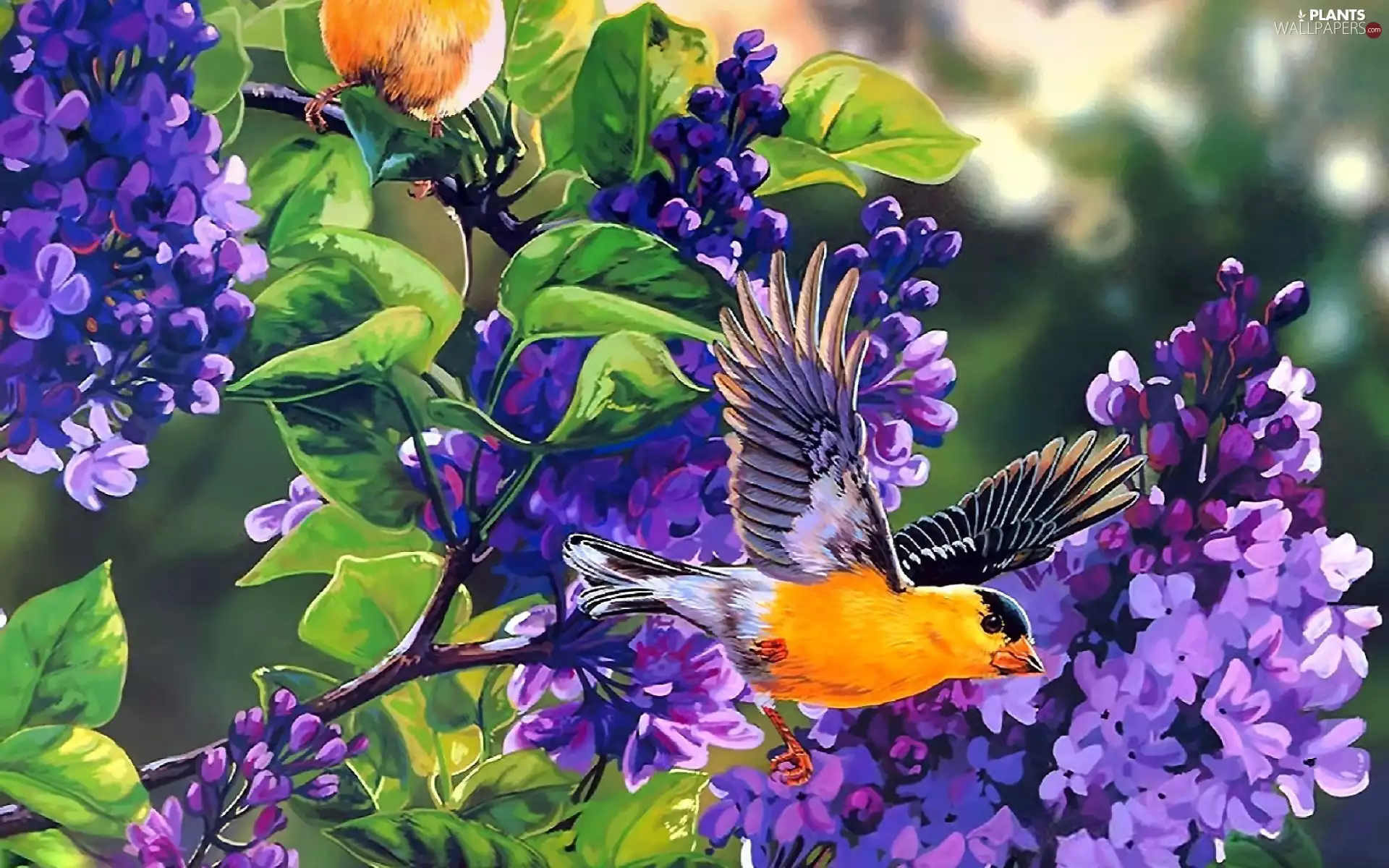 Yellow, Twigs, siskin, Do, Bird, lilac