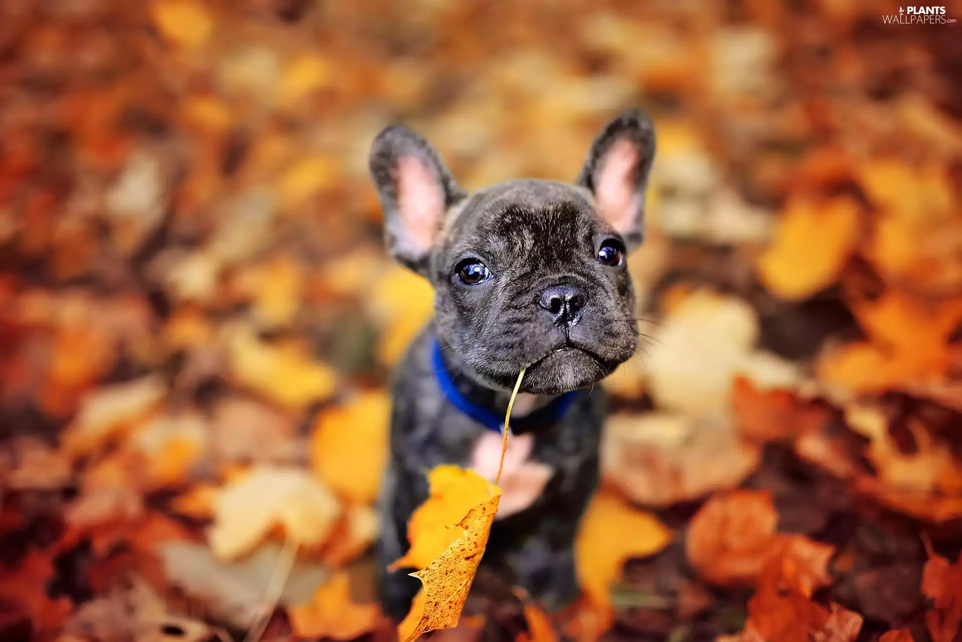 Puppy, Blurry Background, dog, French Bulldog, Leaf