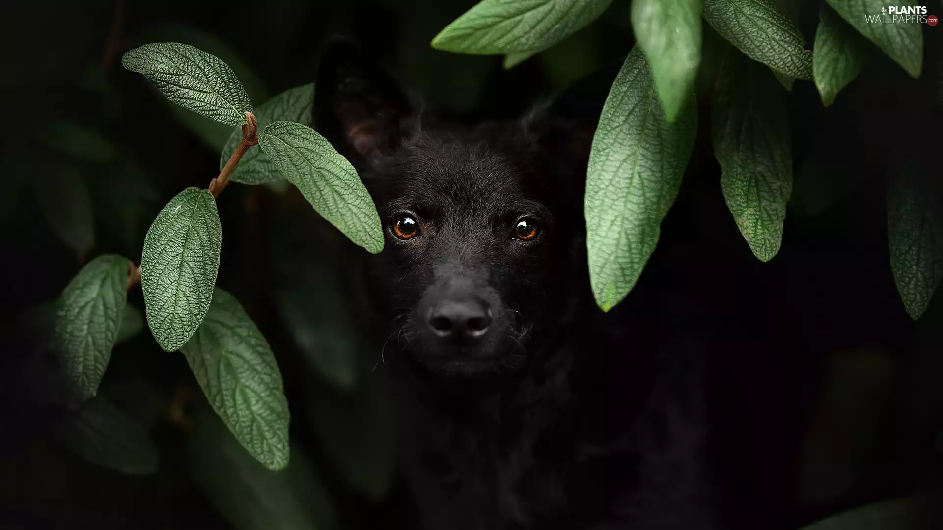 green ones, Leaf, dog, mongrel, Black